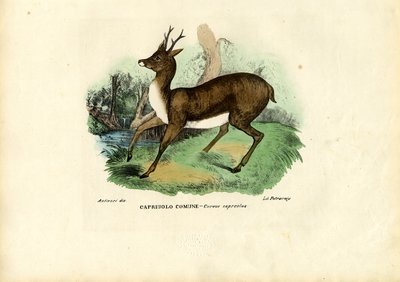 Roe Deer by Raimundo Petraroja